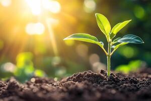 Sprout of a green plant on the soil in the rays of the rising sun. World Wildlife Day, conservation concept photo