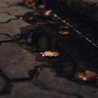 Autumn leaves on the pavement photo