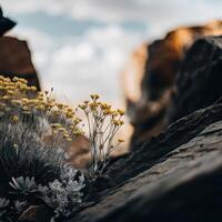 Yellow flowers on rocks in the desert photo