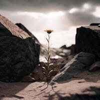 A lone flower stands out from the rocks in a desert photo