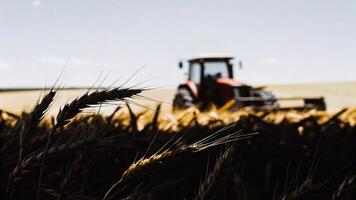 A tractor is in the middle of a wheat field photo