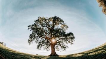 un árbol es mostrado en un 360 la licenciatura ver foto