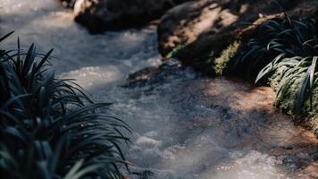 A stream of water running through a forest photo
