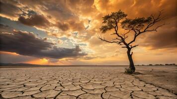 A tree stands alone in a dry field with a cloudy sky photo