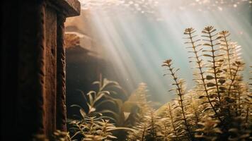 A view of a pond with plants and sunlight photo