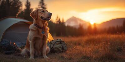 a dog sits at sunrise, surrounded by scenic mountains and nature photo