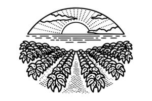 sunset over lush field rows nature's tranquility in black and white vector