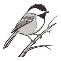 chickadee on white background. vector
