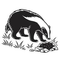 Badger Foraging For Food On Rocks vector