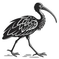 Black And White Glossy Ibis vector