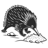 Echidna Foraging Monochrome Illustration Art vector