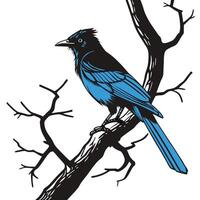 Blue Stellar Jay Bird On Branch vector
