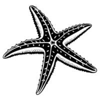 Black Starfish Isolated On White Background vector