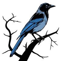 Blue Jay Bird On Branch Graphic vector
