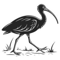 Silhouette Of Walking Ibis In Grass vector