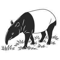 Malayan Tapir Grazing In Grassy Field vector