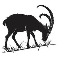 Silhouette Of Ibex Grazing In Grass vector