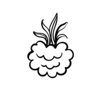 Curved doodle raspberry. Delicious garden berry. Coquette aesthetic style element. Hand drawn illustration. vector
