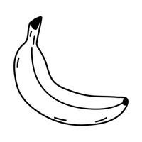Delicate banana sketch showcasing curves and lines on a white background vector