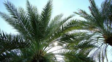 Peaceful park in Abu Dhabi Corniche Sea Side with lush palm trees, green spaces, serene pathways. Captures tranquil atmosphere, ideal for relaxation, nature walks, enjoying city natural beauty. video
