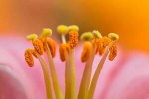 Macro photography of a pink flower photo