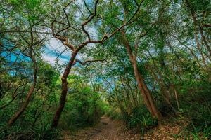 Dirt road in the middle of a beautiful colorful forest. Beautiful green forest with a dirt road in the middle photo