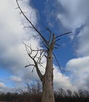 Dry trunk of a dead tree with branches without leaves, a dead tree on the river bank. Ecological landscape. photo