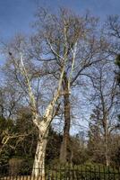 Spring tree trunks without leaves in the park against the sky. Spring in nature photo