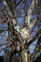 Spring tree trunks without leaves in the park against the sky. Spring in nature. photo
