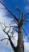 Dry trunk of a dead tree with branches without leaves, dead tree against the sky. Ecological disaster. photo