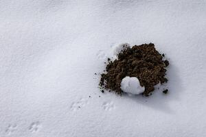 A pile of animal dung with animal paw prints on white snow photo