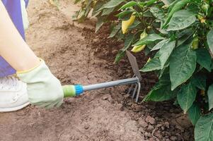A bed of peppers and plant care. Tool for loosening the soil. Farming and horticulture. photo