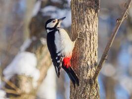 Great spotted woodpecker sitten ot tree in wintertime. Dendrocopos major is medium-sized woodpecker with pied black and white plumage and red patch on the lower belly photo
