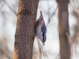 Close-up portrait of Nuthatch perched or Sitta europaea on tree trunk in winter park. Nuthatch perched or Sitta europaea with sunflower seed in beak. Frost wintertime. Birdwatching concept. photo