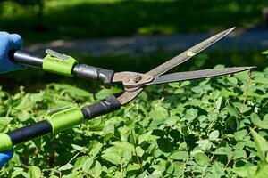 Gardening.Trimming with scissors secateurs extra branches tree.Landscaping photo