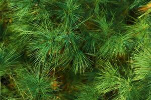Blurred bright green saturated spruce branches with flowering needles photo