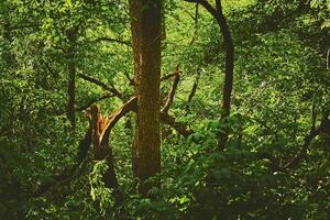 The trunk of a broken tree felled by a storm photo