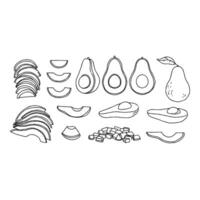 Avocado slices and other items are shown in this drawing vector