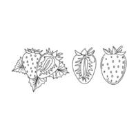 Strawberry illustration illustration vector