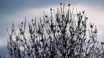 Group of birds on the branches of a tree in winter against the light, starlings, sturnus video