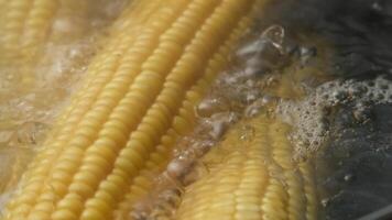 Close-up of fresh corn on the cob boiling in water, showing bubbles and steam, capturing the cooking process. video