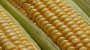 Detailed close-up image of fresh corn on the cob with husks partially peeled, showcasing golden kernels and green leaves. video