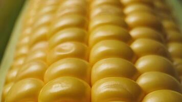 Macro shot of fresh, juicy corn kernels tightly packed on a cob, highlighting their vibrant yellow color and smooth texture. video