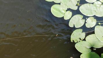 A fishing line with a bobber floating near lily pads on a calm pond, highlighting a peaceful fishing scene in a natural environment. video