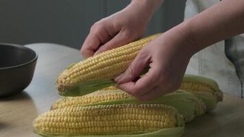 A person peeling the husk off fresh corn on the cob, preparing it for cooking, showcasing the vibrant yellow kernels. video