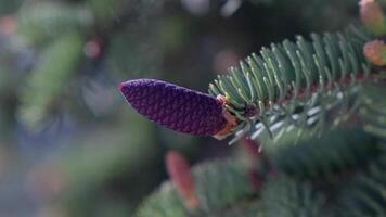 Fir tree with violet cones in spring. Pine cones, Fir tree, Pine tree close up. video