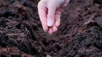 Close-up of a hand planting seeds into fresh soil, symbolizing growth, new beginnings, and the process of gardening. video