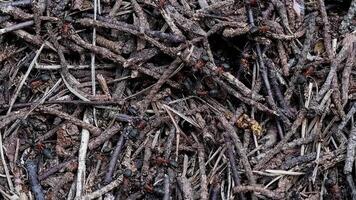 Colony of ants in a forest anthill with slow motion. close-up of an anthill video