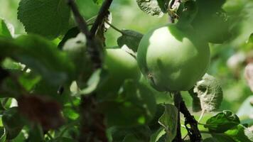 Close-up of green apples hanging from tree branches, surrounded by lush leaves, highlighting the growth of fresh fruit in a natural orchard setting. video