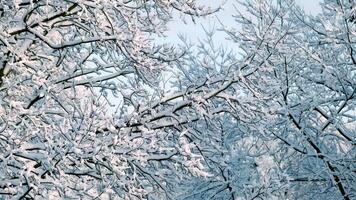 Dense tree branches covered in fresh snow during winter, creating a serene and peaceful natural scene against a blue sky. video